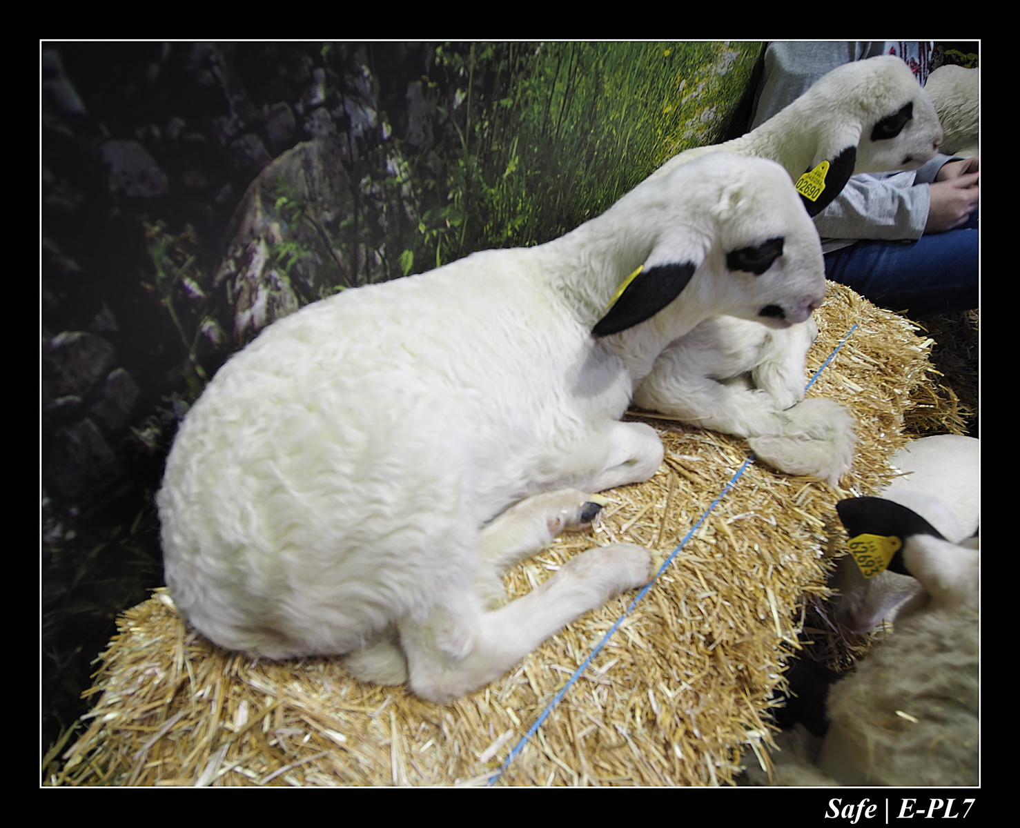 2020 - 02 - Salon agriculture 49